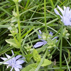 botanische samenstelling